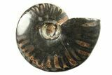 Black Polished Ammonite Fossils - 2 to 2 1/2" Size - Photo 2